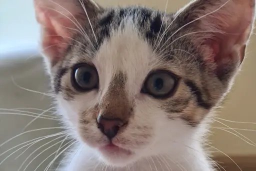 Happy Visits für angstfreie und entspannte Kennenlern-Besuche der Katze beim Tierarzt