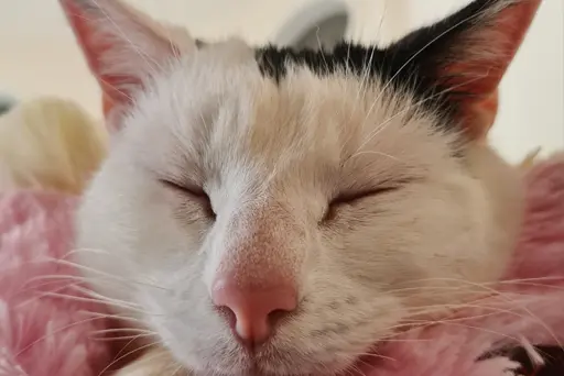 Digitale Onlinesprechstunde und Videoberatung für Katzenbesitzer