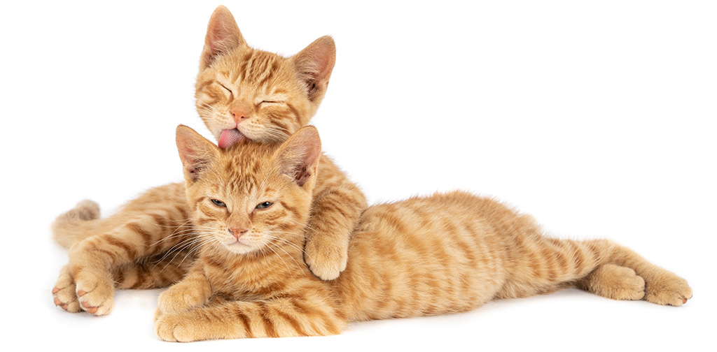 Ernährungsberatung - Anne Grunder