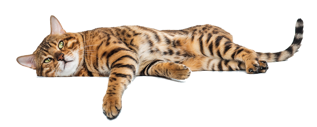 Ernährungsberatung - Anne Grunder