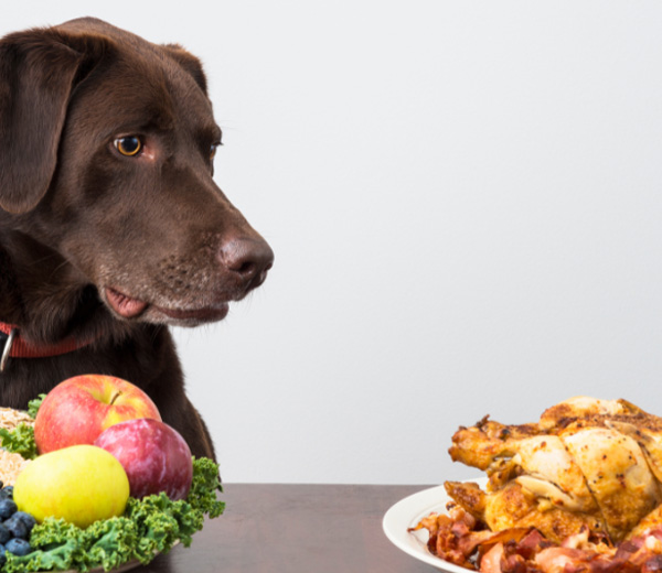 Anne Grunder - Ganzheitliche Praxis für Tiermedizin