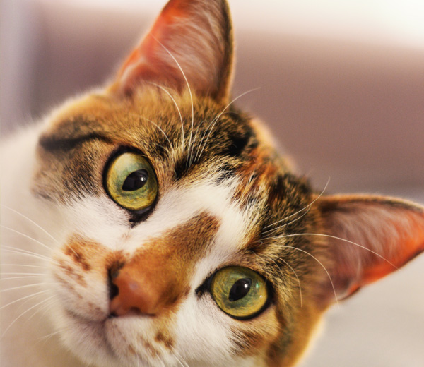 Katzenfreundlich -  Grunder - Ganzheitliche Praxis für Tiermedizin