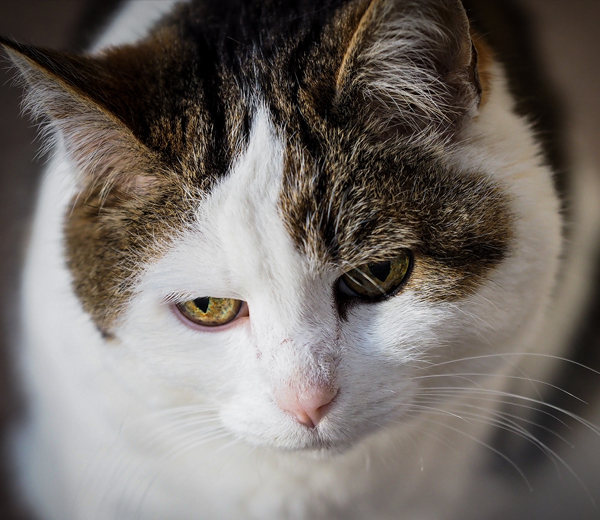 Katzenmanagement - Grunder - Ganzheitliche Praxis für Tiermedizin