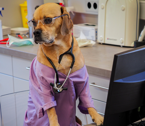 Anne Grunder - Ganzheitliche Praxis für Tiermedizin