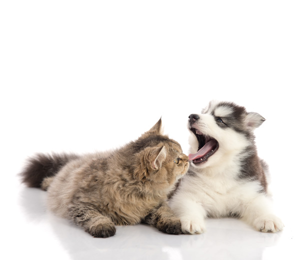 Vorsorge - Anne Grunder - Ganzheitliche Praxis für Tiermedizin